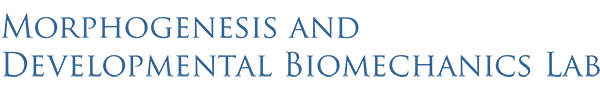 Morphogenesis and Developmental Biomechanics Lab logo