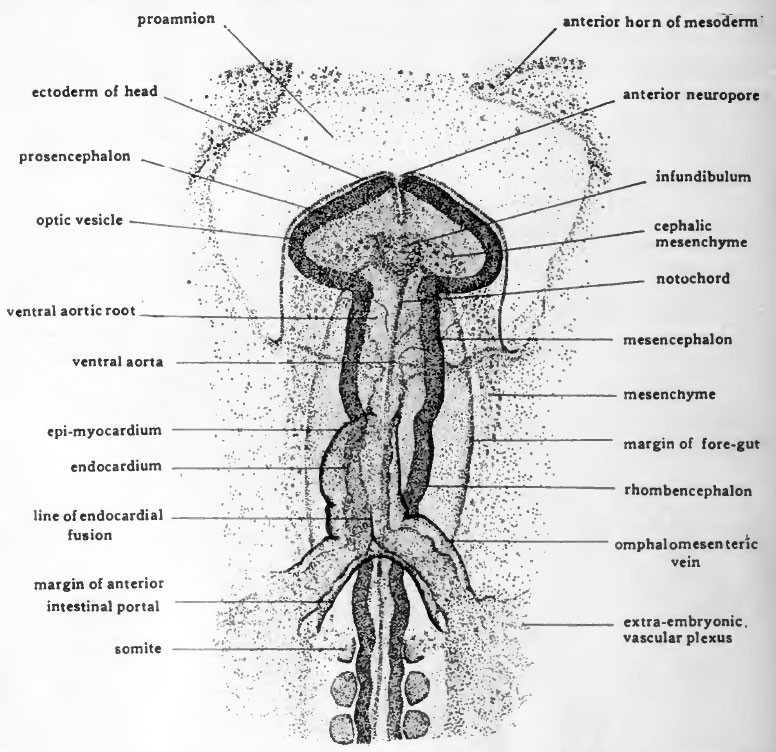 mechanobiology of early brain development