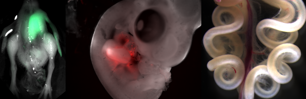 From left to right: embryo that is half fluorescent green, an embryo with red fluorescent heart, an embryonic day 16 intestine