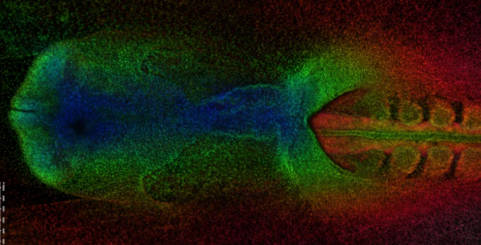 rainbow early chick embryo