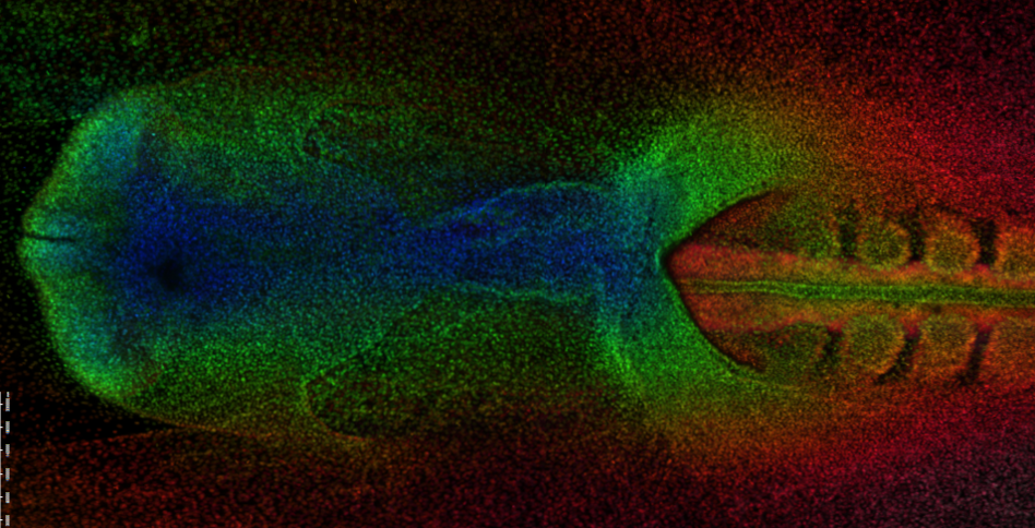 rainbow early chick embryo