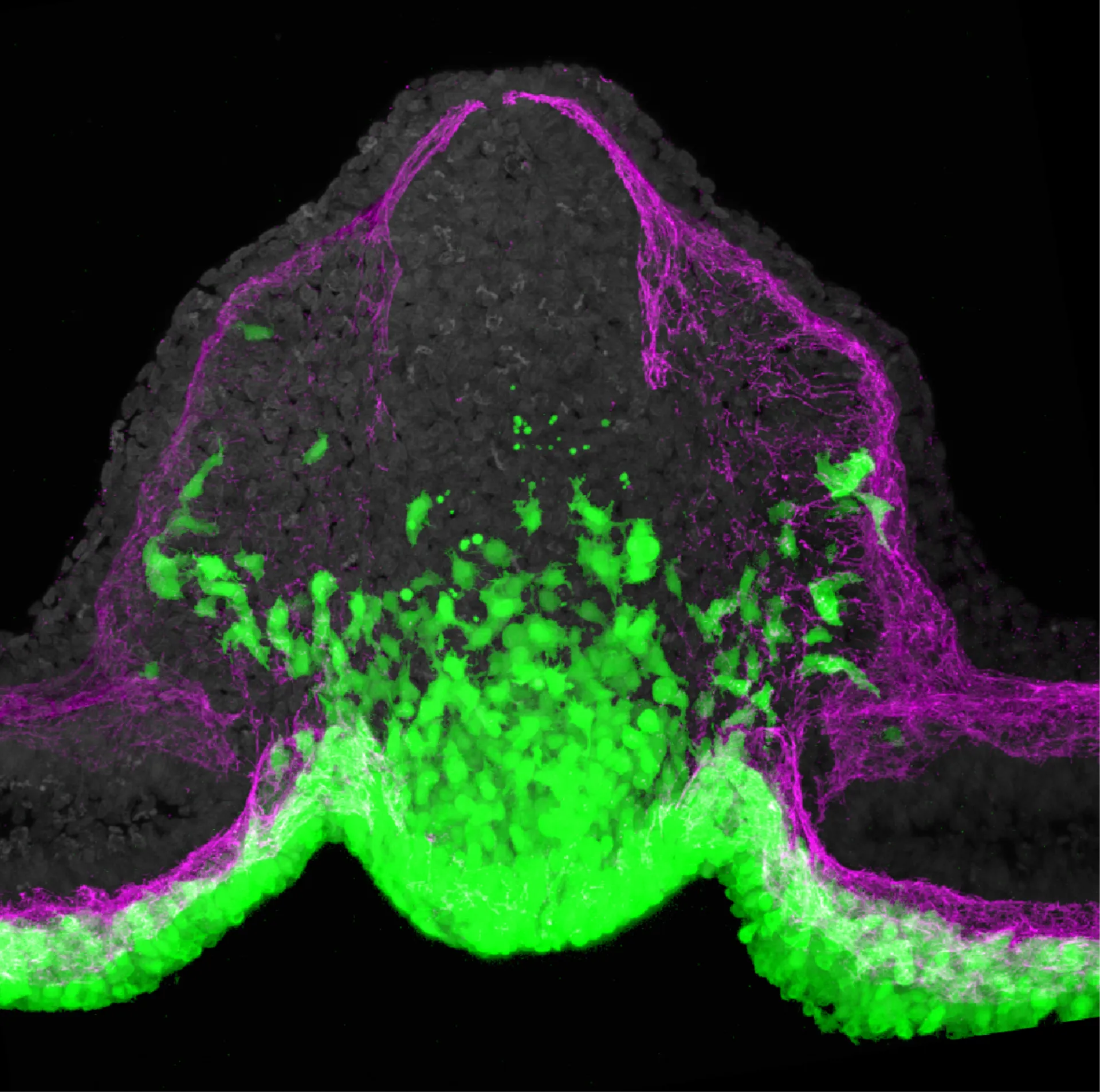 The node endoderm: a new stem cell population 